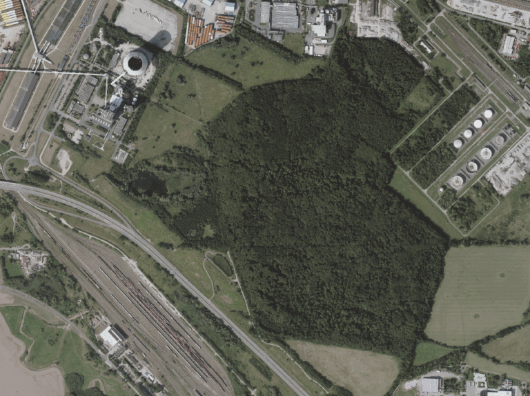 Rettung von Naturwald: GRÜNE.Volt fordern Alternativfläche für EEW-Erweiterung