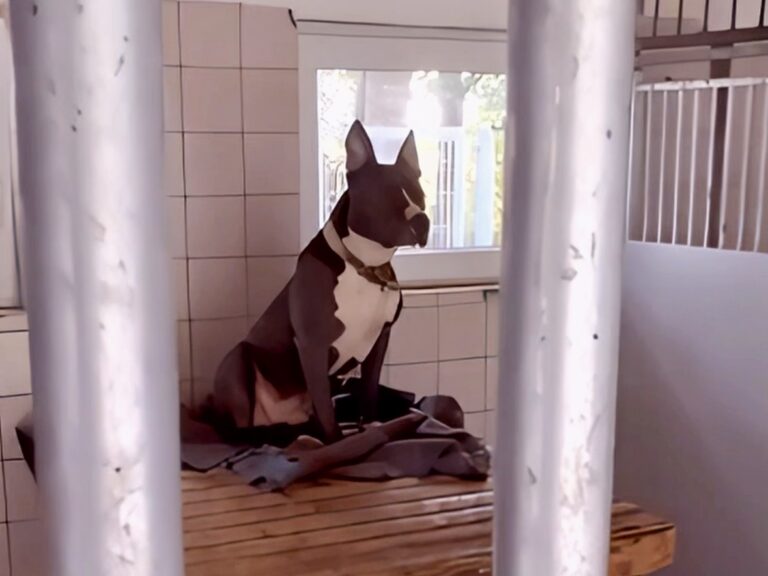 Grüner Erfolg: Steuerbefreiung für Hunde aus dem Tierheim